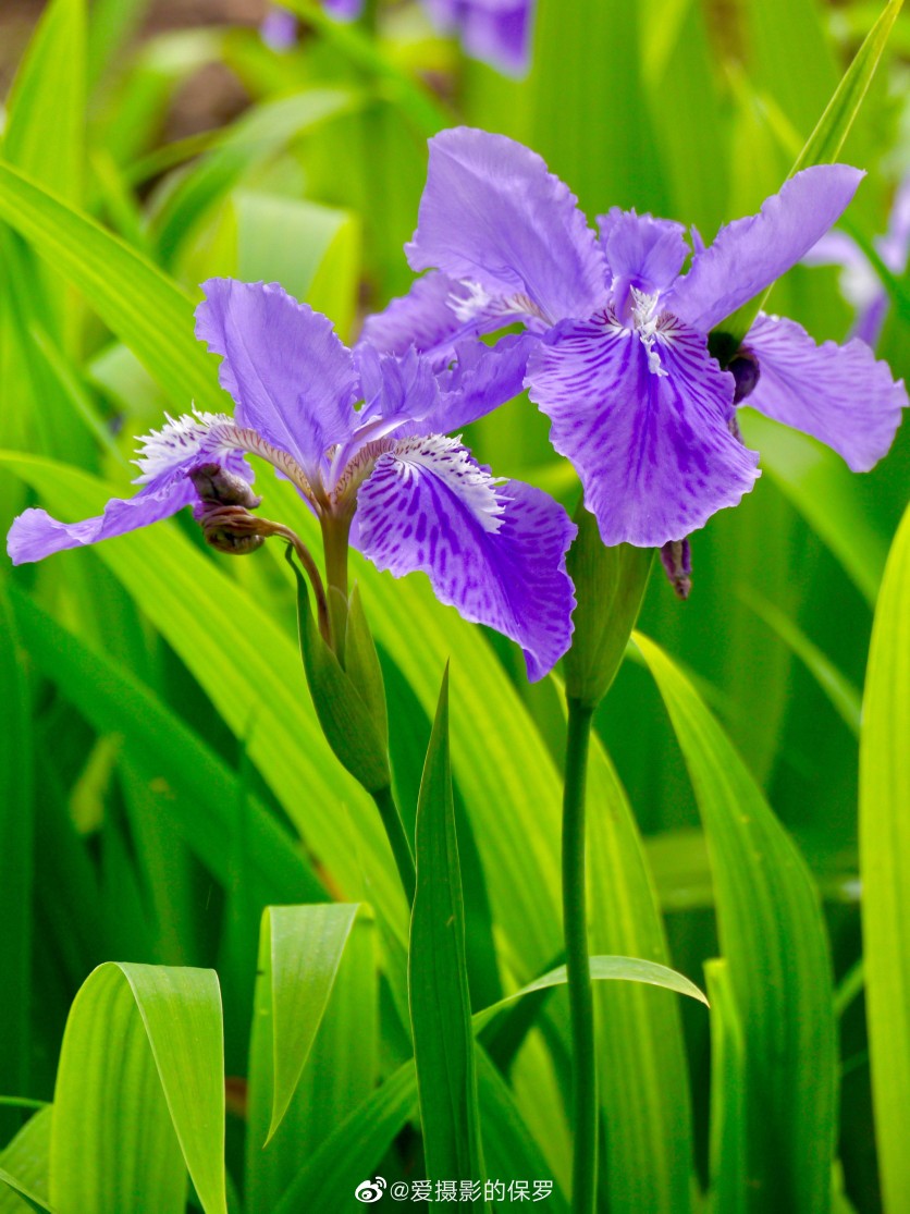 鸢尾花