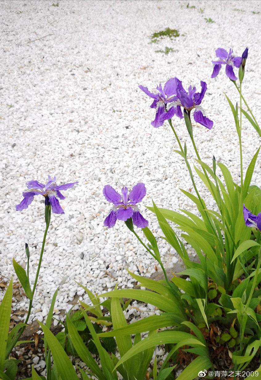 鸢尾花