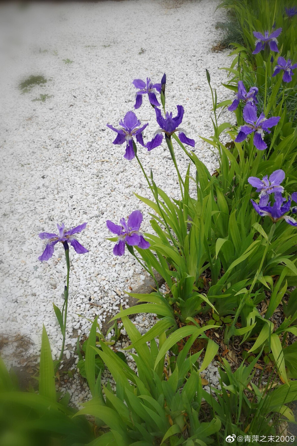 鸢尾花