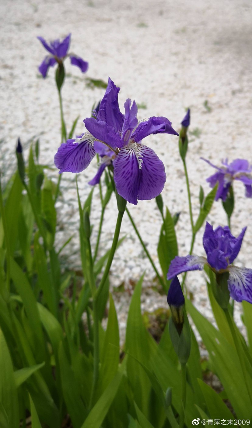 鸢尾花