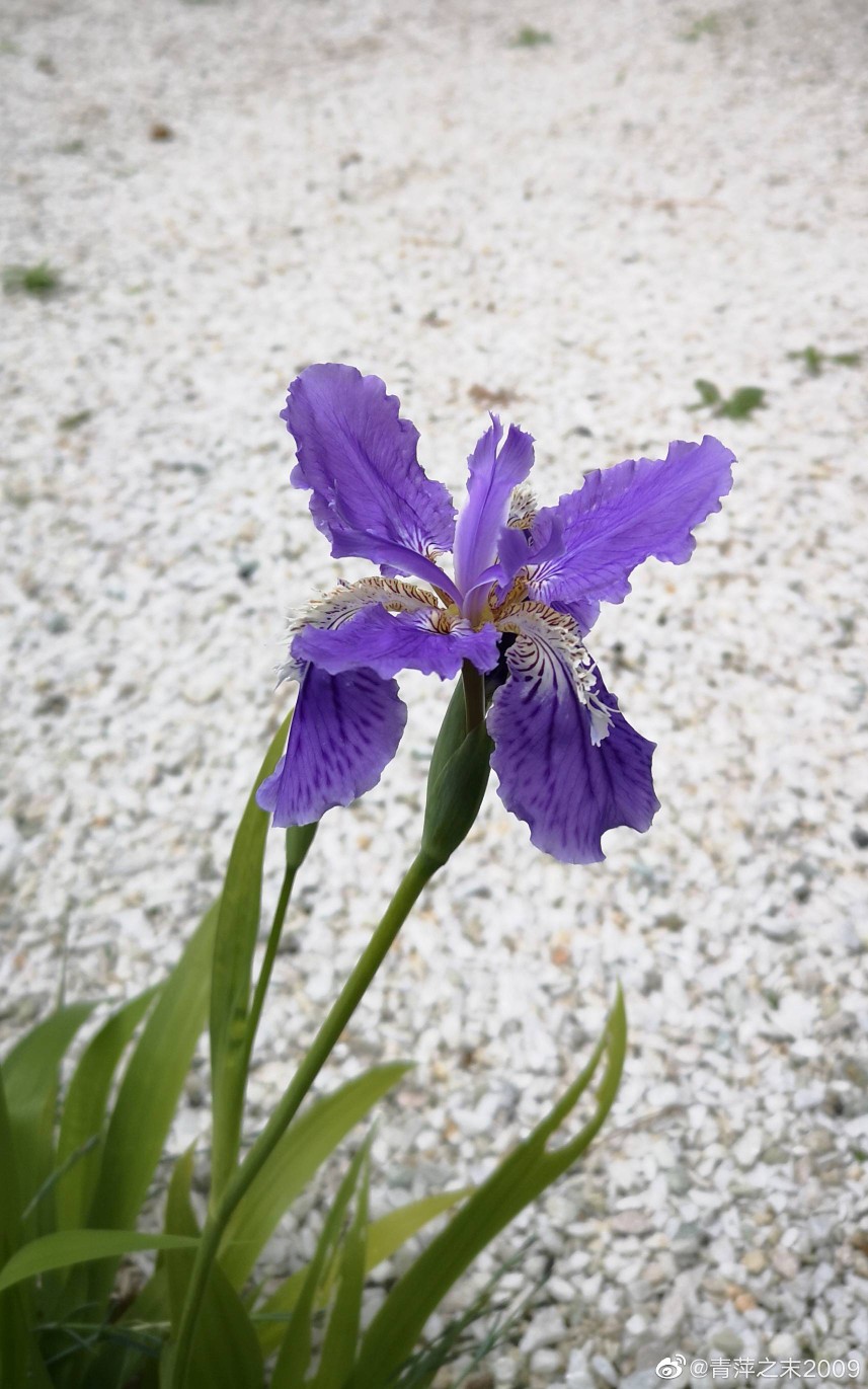 鸢尾花