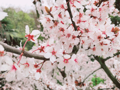 樱花说，她其实不喜欢粉色