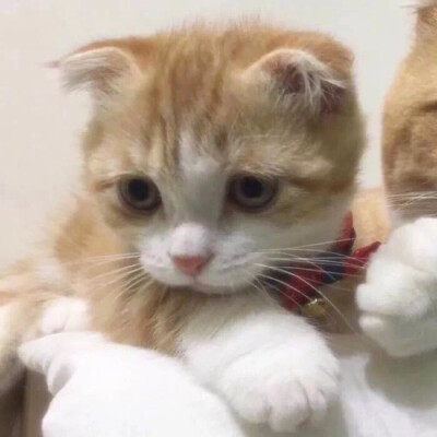 图片 男头 女头 情头 古风 少年 少女 美少年 帅哥 可爱 妖孽 萌 cp 人设 萌妹 二次元 漫画