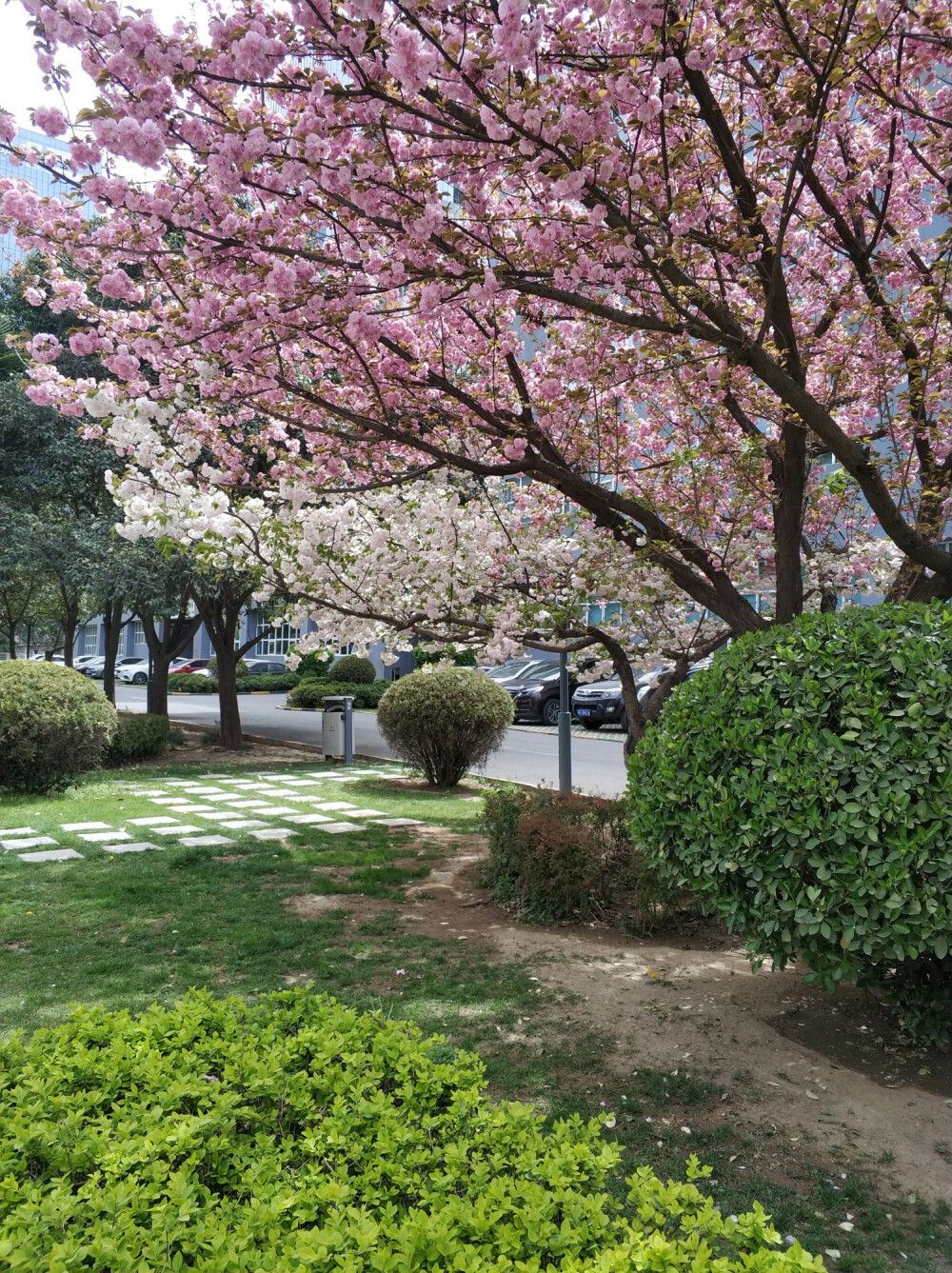 春天 绿色 花