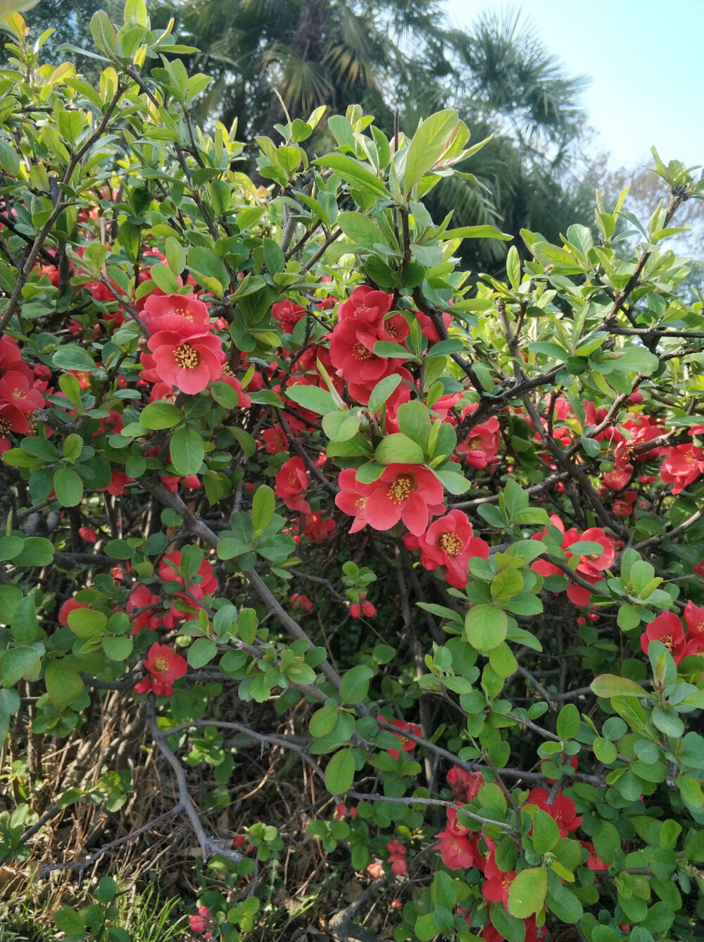 春天 绿色 花