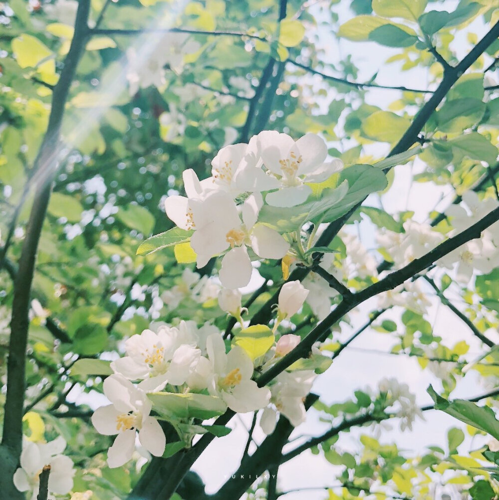  “喜欢夏日黄昏将近时原野上的萤火和那将晚未晚的十分钟灰蓝色，是一天中最温柔的时刻。所有人低头赶路，步履不停。好像不同处，都有人在等。”