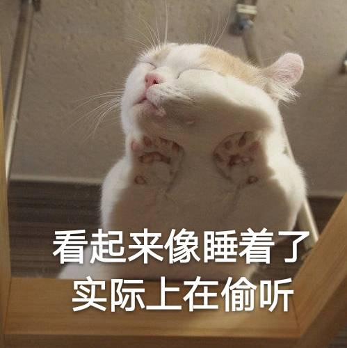 猫表情包