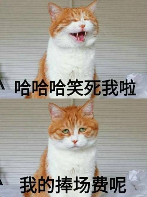 猫表情包