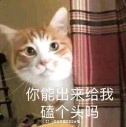 猫表情包