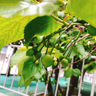 三明治 沙拉 樱桃 肥牛饭 鲜芋仙