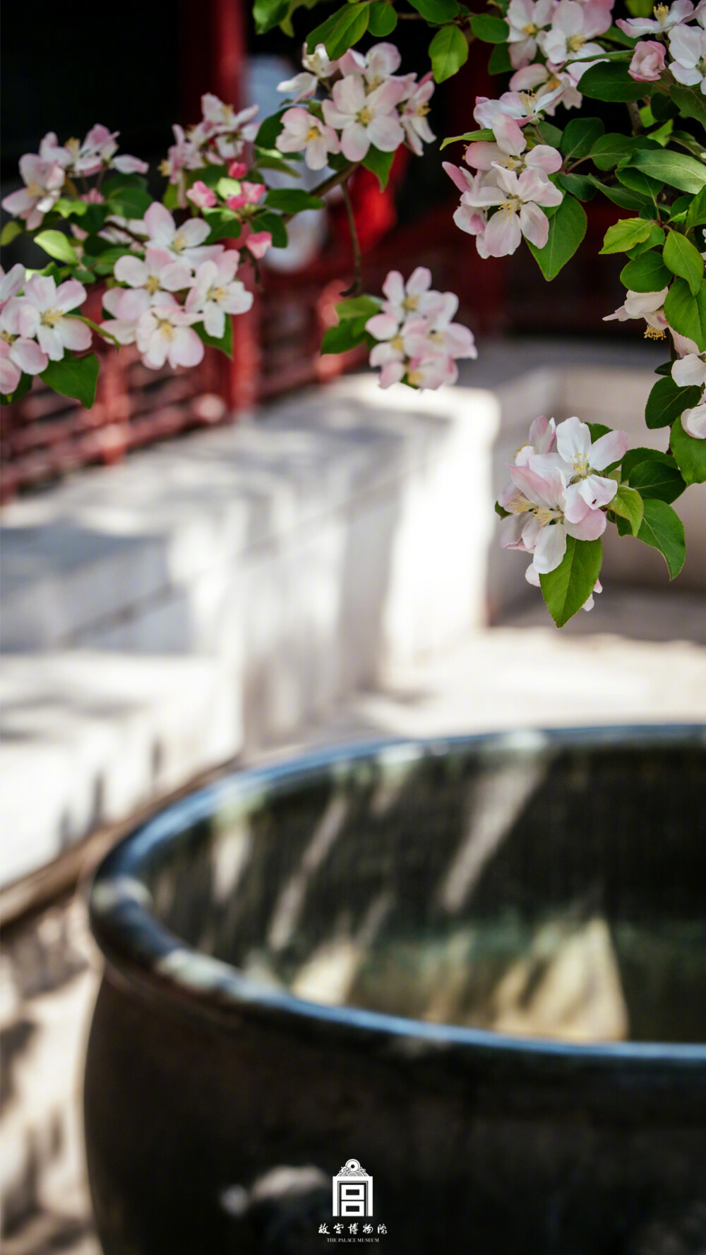 紫禁城【己亥•花朝•海棠花】“彼美花兮宜晚春，柔姿淑艳是何人。十分国色妆须淡，数点胭脂画未匀。带雨容开浑是恨，出墙头望恰如真。几时谪下蓬莱岛，霞染仙衣痕尚新” 照片取自@故宫博物院