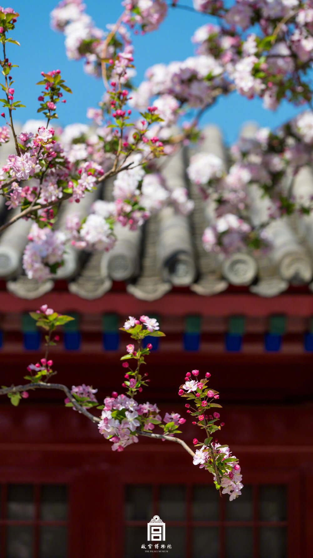 紫禁城【己亥•花朝•海棠花】“翠叶轻笼豆颗均，胭脂浓抹蜡痕新。殷勤留著花梢露，滴下生红可惜春” 照片取自@故宫博物院