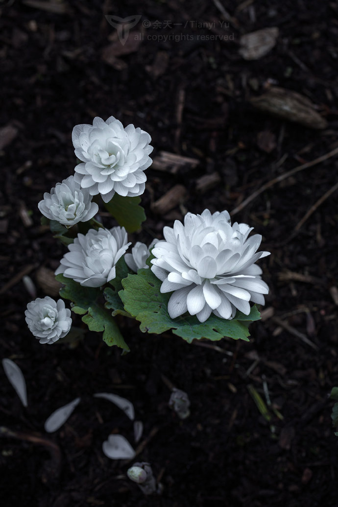 重瓣血根草 Sanguinaria canadensis f. multiplex 'Plena'明明是个罂粟家的娃，却开成了一朵圣母白莲花花大而美，可惜的是花瓣非常容易掉落，轻轻一碰甚至微风一吹都会掉落无数花瓣最后是单瓣的原变型 血根草Sanguinaria canadensis ????