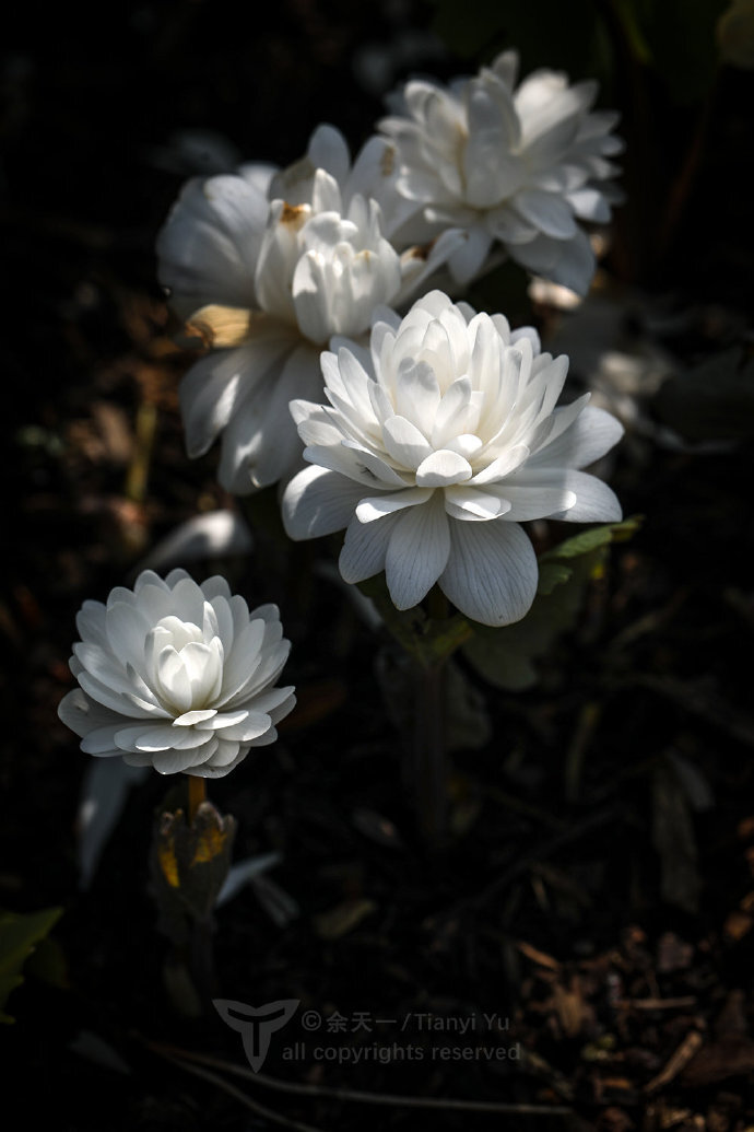 重瓣血根草 Sanguinaria canadensis f. multiplex 'Plena'明明是个罂粟家的娃，却开成了一朵圣母白莲花花大而美，可惜的是花瓣非常容易掉落，轻轻一碰甚至微风一吹都会掉落无数花瓣最后是单瓣的原变型 血根草Sanguinaria canadensis ????