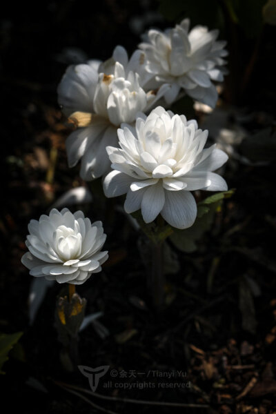 重瓣血根草 Sanguinaria canadensis f. multiplex 'Plena'明明是個罌粟家的娃，卻開成了一朵圣母白蓮花花大而美，可惜的是花瓣非常容易掉落，輕輕一碰甚至微風(fēng)一吹都會掉落無數(shù)花瓣最后是單瓣的原變型 血根草Sanguin…