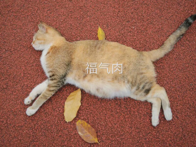 我!要!养!只!猫!肥!猫!。比我肥那种。