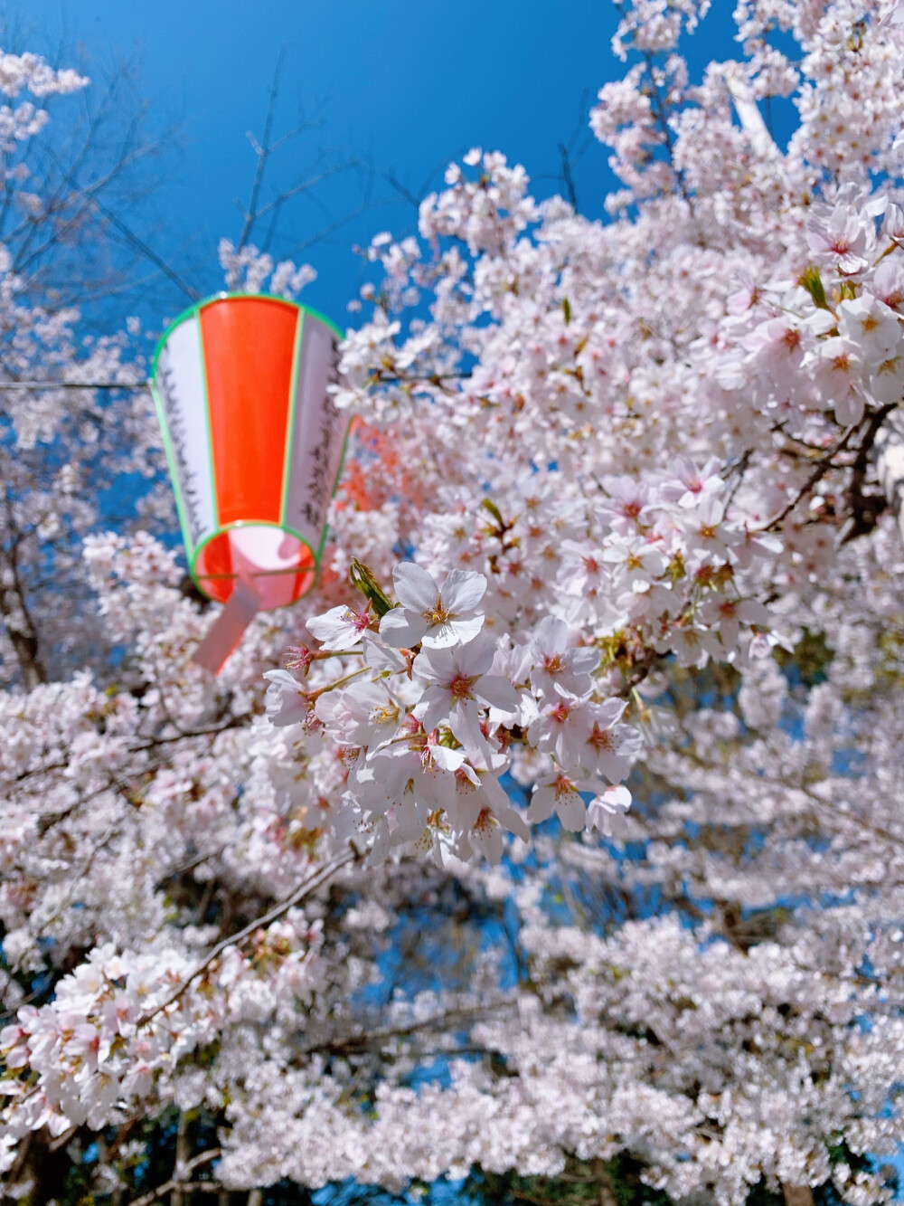 东京上野公园，樱花盛开