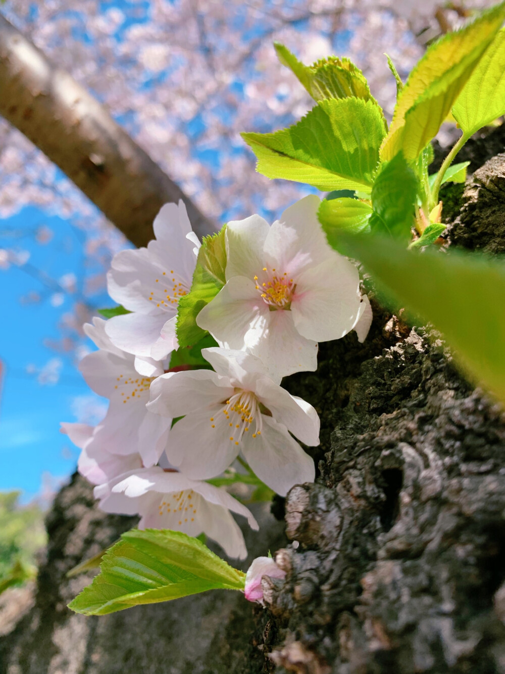 东京上野公园，樱花盛开