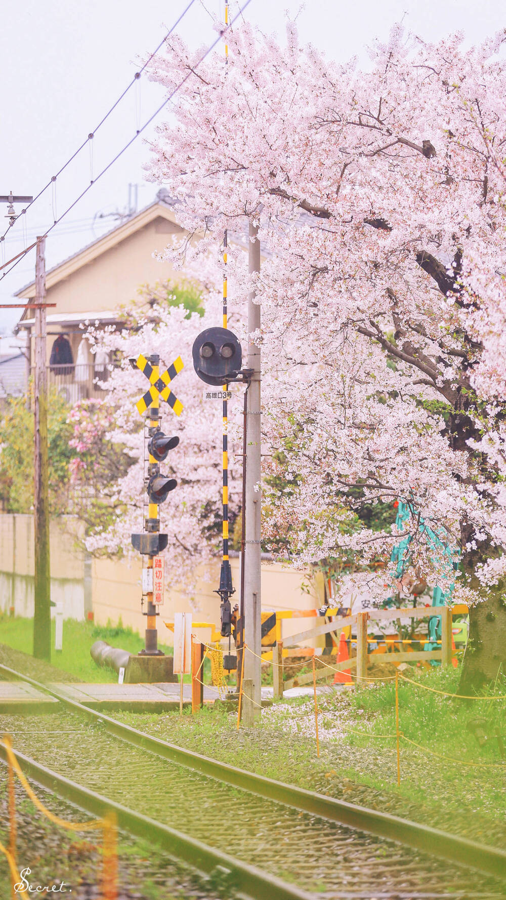 日本 樱花 壁纸