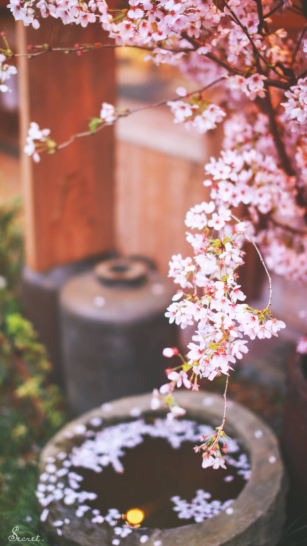 日本 樱花 壁纸