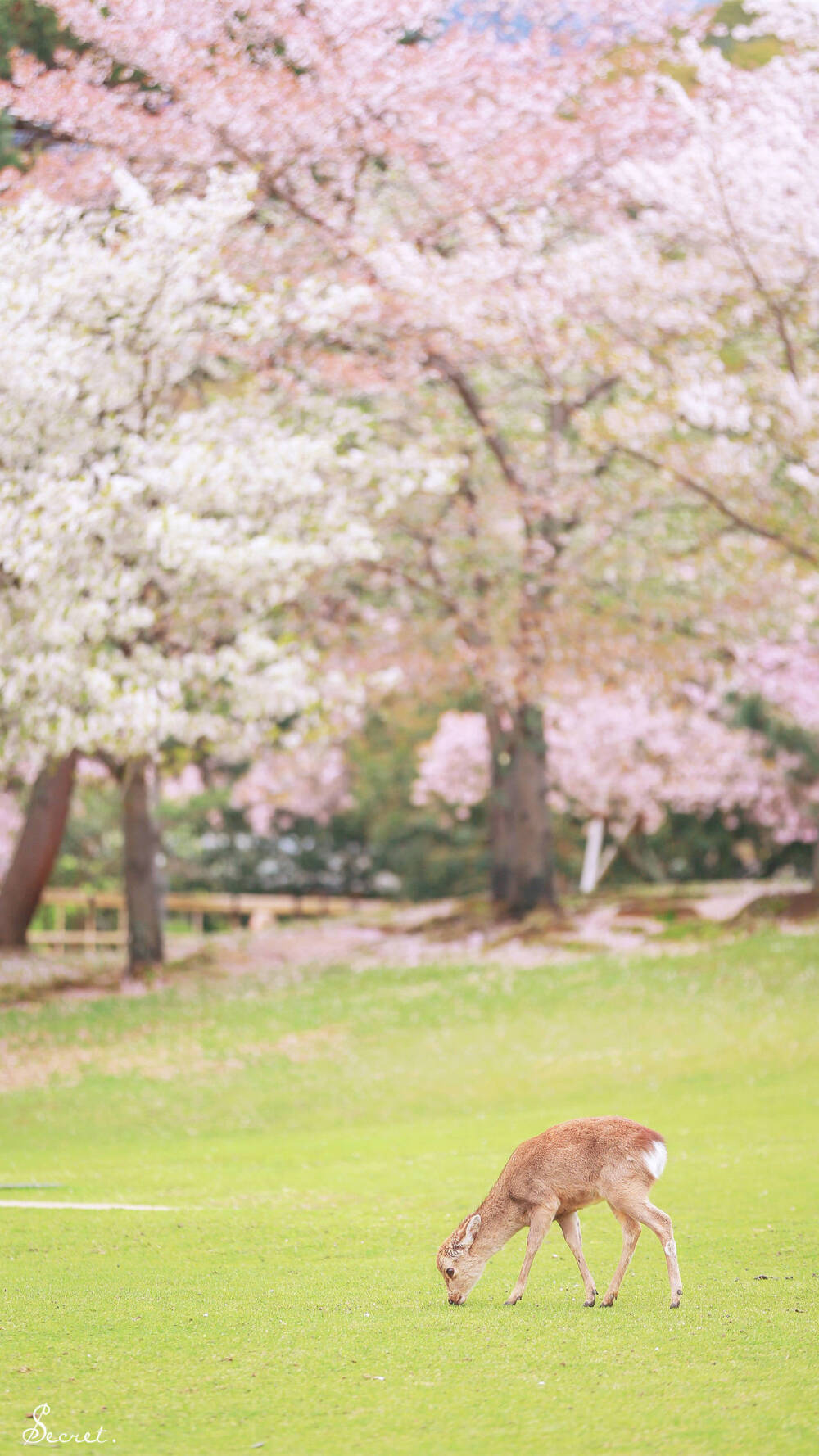 日本 樱花 壁纸