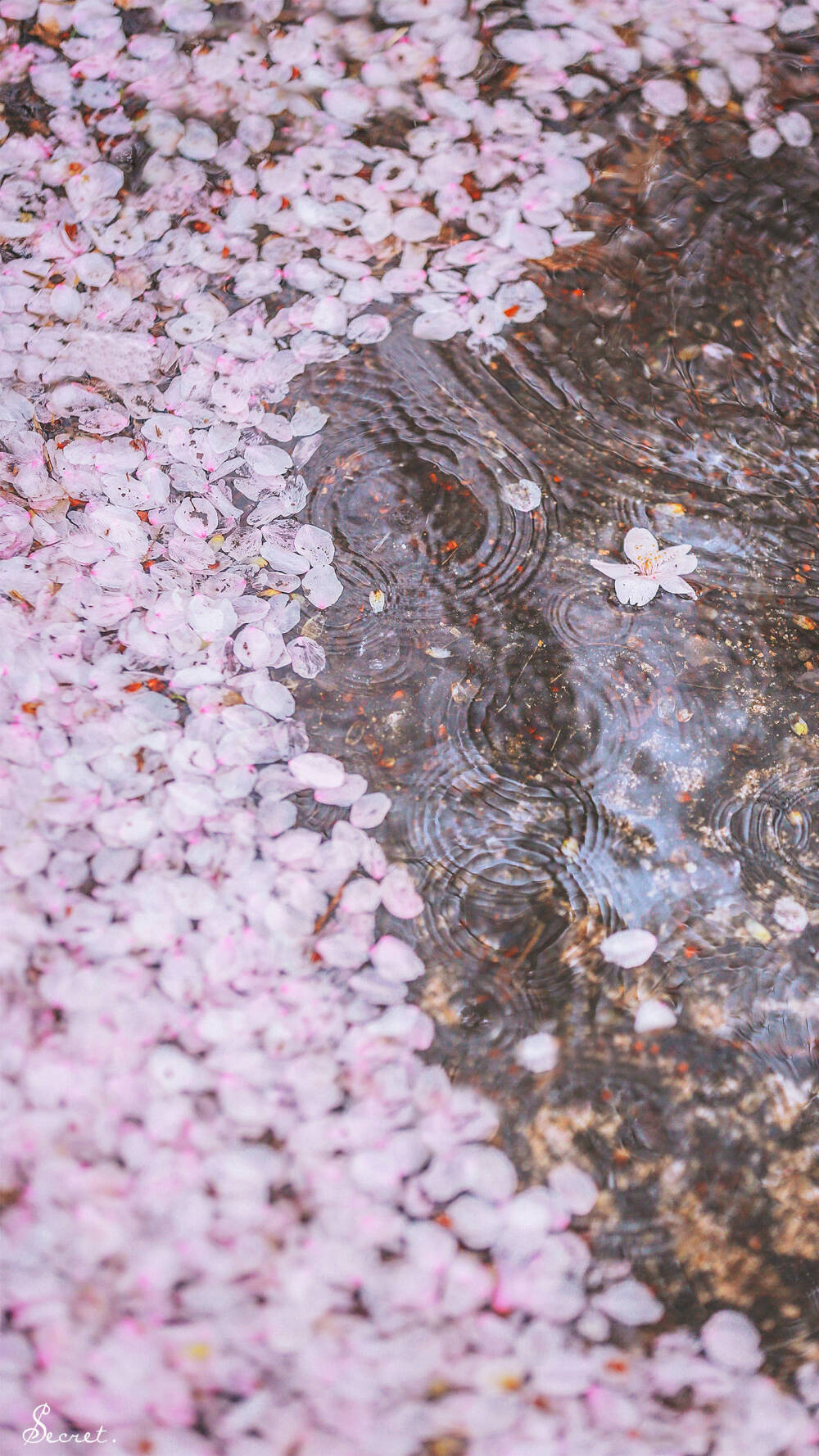 日本 樱花 壁纸