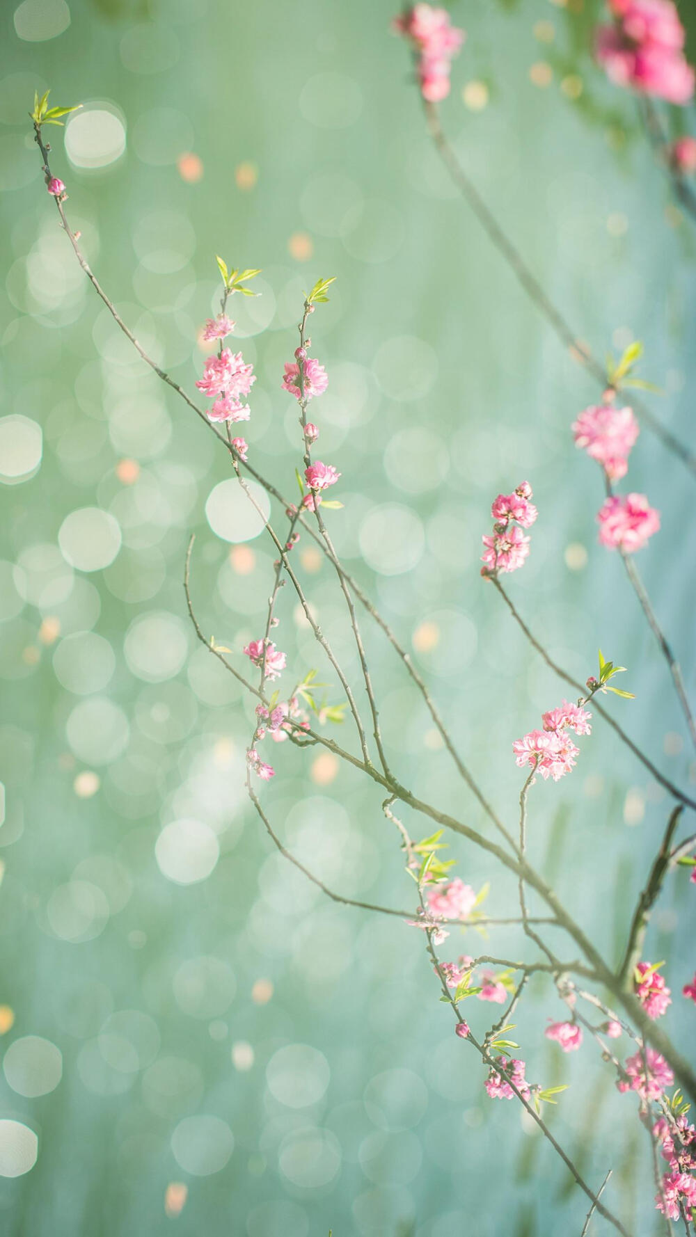 花卉