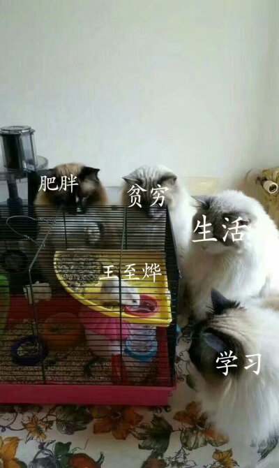 枳枳很伤心