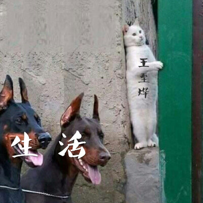 枳枳很伤心