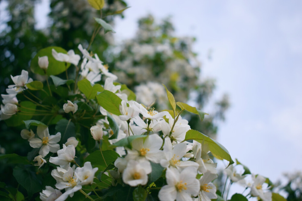 紫叶稠李 绣线菊 和北美海棠