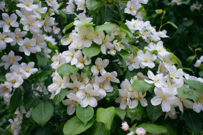 紫叶稠李 绣线菊 和北美海棠