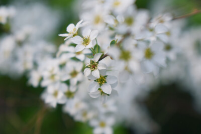 紫叶稠李 绣线菊 和北美海棠