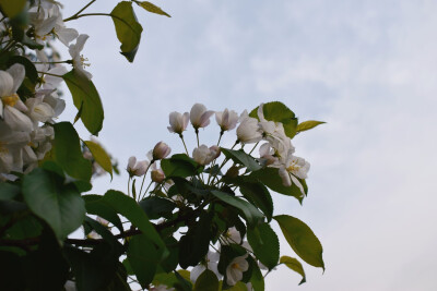 紫叶稠李 绣线菊 和北美海棠