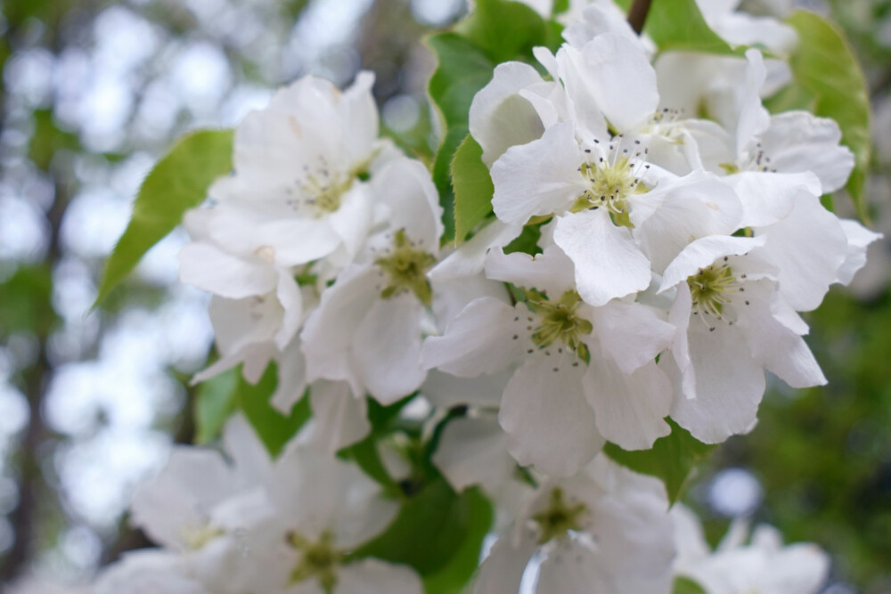 紫叶稠李 绣线菊 和北美海棠