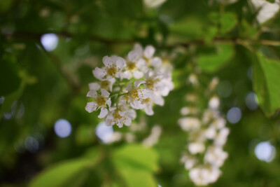 紫叶稠李 绣线菊 和北美海棠