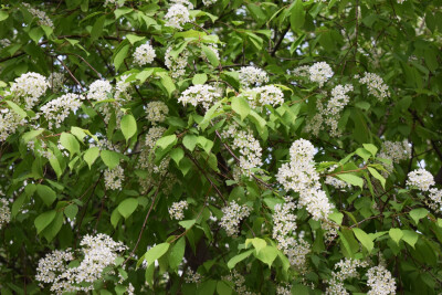 紫叶稠李 绣线菊 和北美海棠