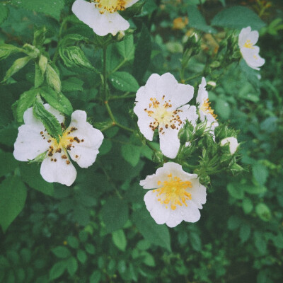 灿烂的花朵儿