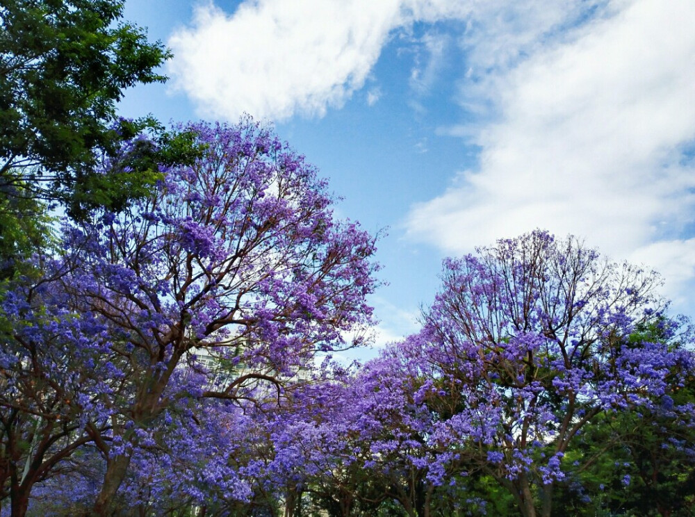 蓝花楹