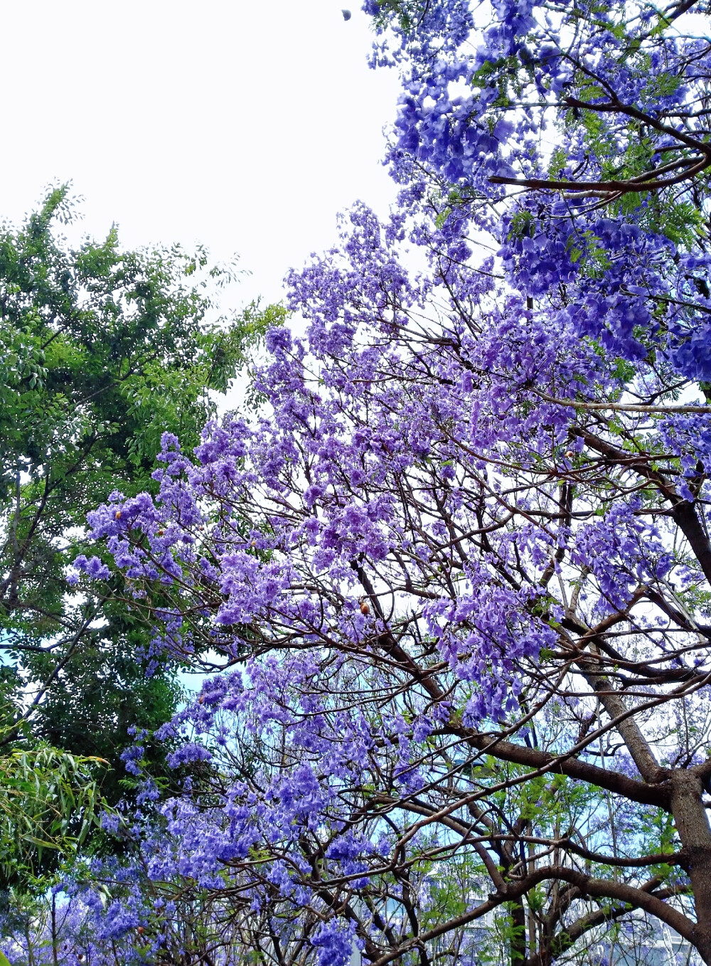 蓝花楹