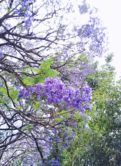 蓝花楹