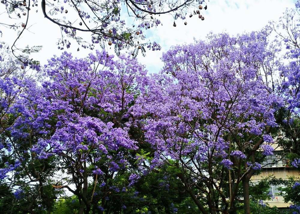 蓝花楹