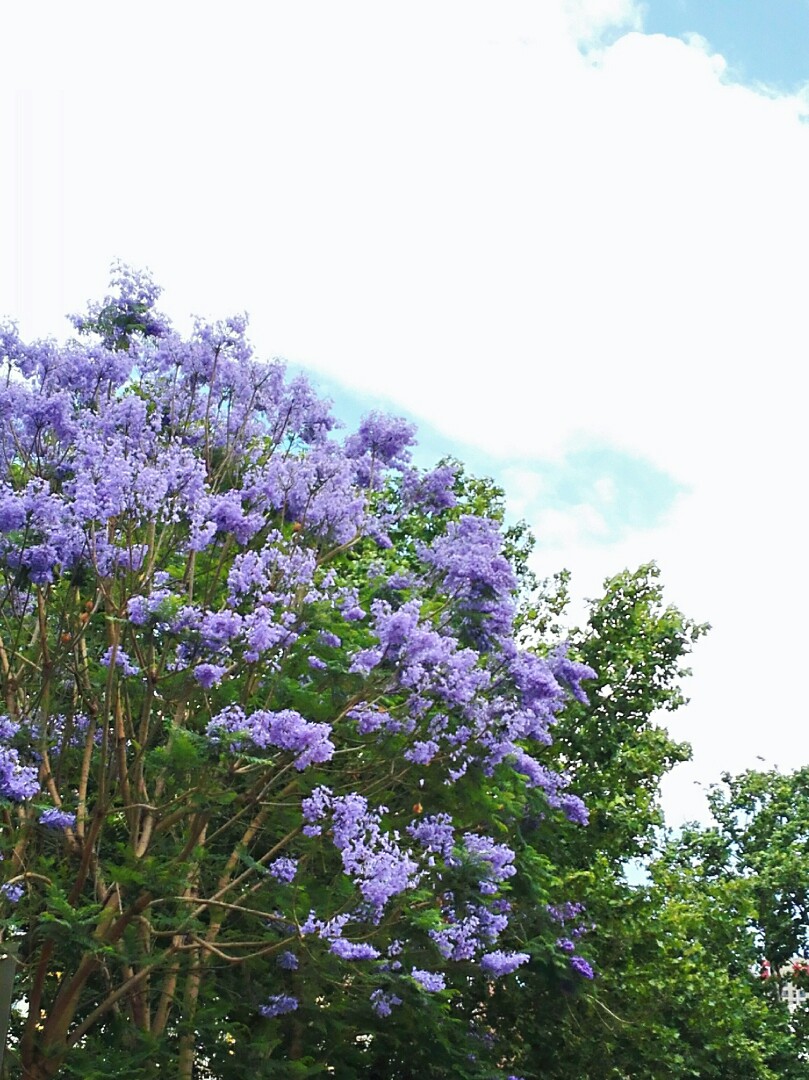 蓝花楹