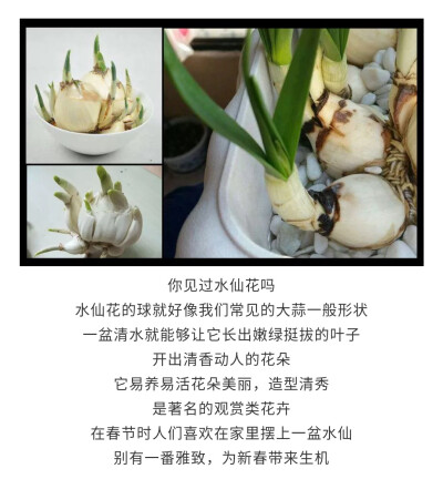 水仙花