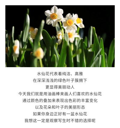 水仙花