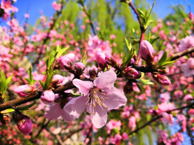 人间四月芳菲尽，山寺桃花始盛开。
长恨春归无觅处，不知转入此中来。
——《大林寺桃花》唐·白居易