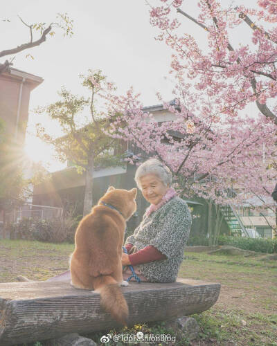 老奶奶 樱花 柴犬