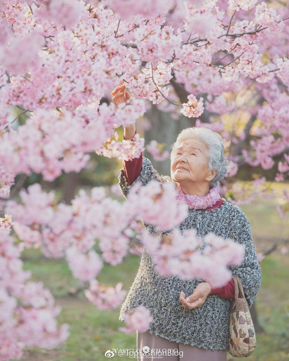 老奶奶 樱花 柴犬