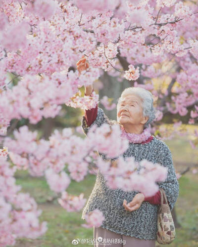 老奶奶 樱花 柴犬