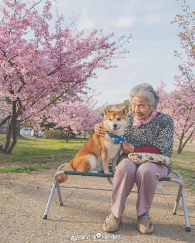 老奶奶 樱花 柴犬