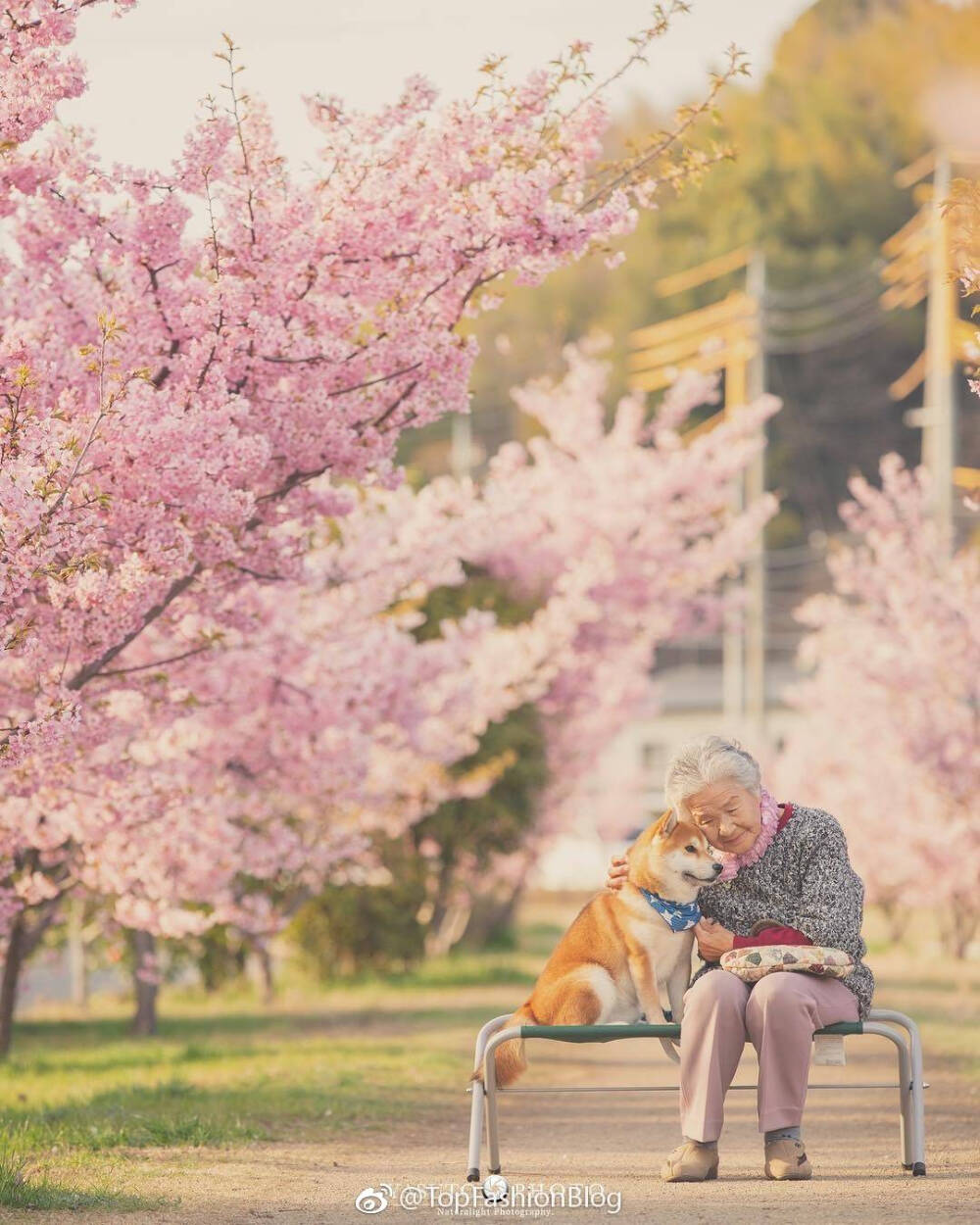 老奶奶 樱花 柴犬